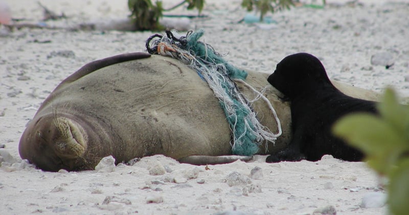 A Hawaiian monk seal entangled in ghost fishing gear with baby seal - Sea change - World Animal Protection