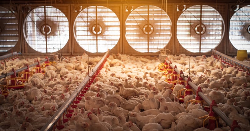 Factory farming, world health day, AMR