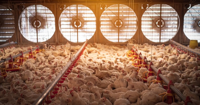 Factory farming, world health day, AMR 