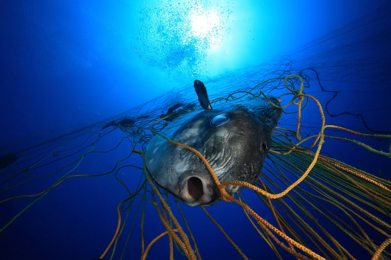 Fish entangled in discarded fishing nets