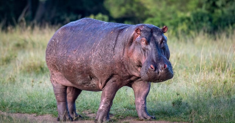 Hippo