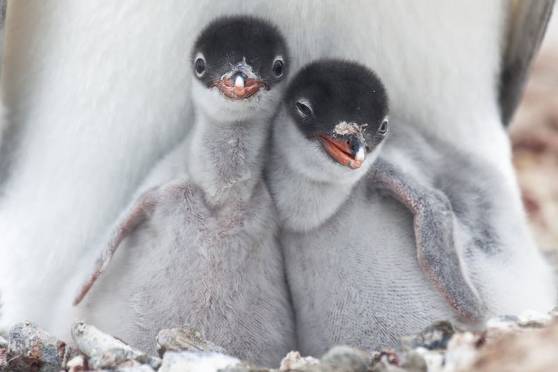 two baby penguins cuddling