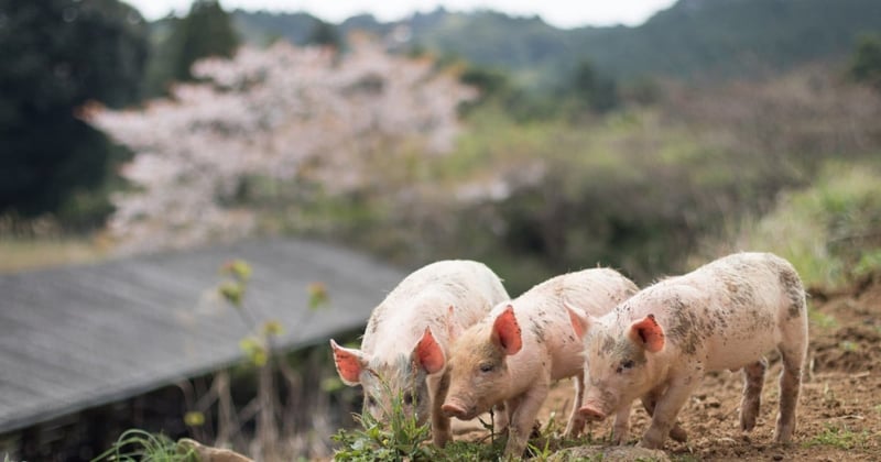 Pigs in field