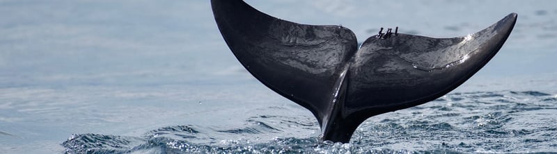 La cola de una ballena sale del agua en Golfo Dulce, Costa Rica