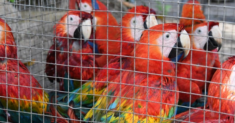 Un grupo de guacamayas rojas cautivas en una jaula.