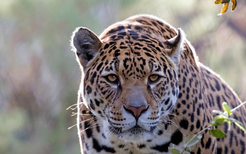 Un jaguar libre en la naturaleza