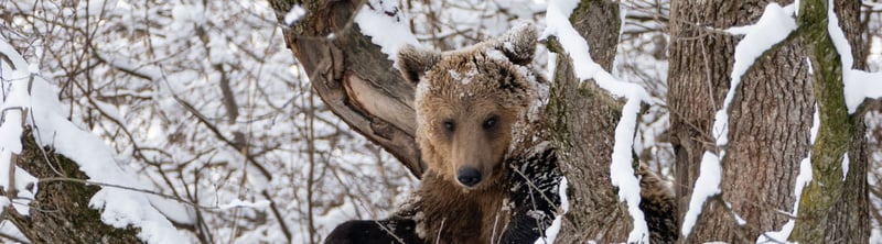 Un oso pardo se asoma entre las ramas de un árbol cubierto de nieve.