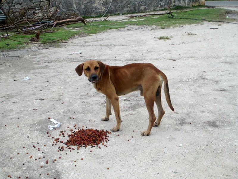 dog Antigua Barbuda
