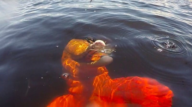 Un delfín rosado juega en las aguas del río Amazonas, en Brasil