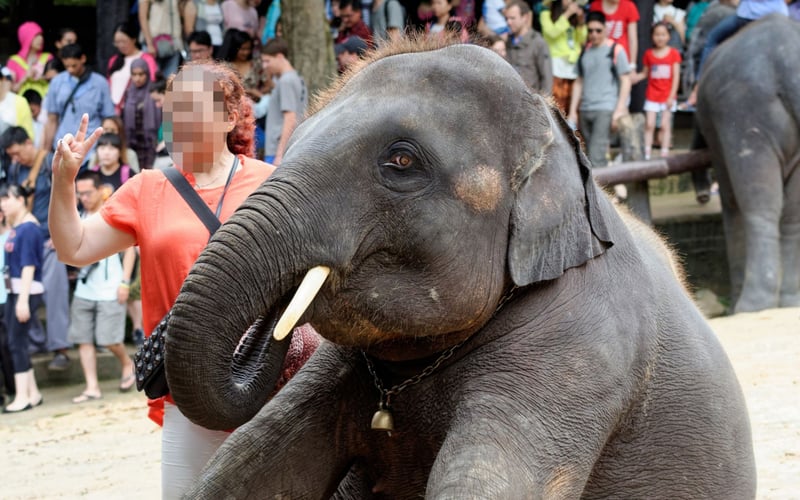 A tourist poses for a photo with an elephant after it performed in a show in Thailand. World AnimalProtection believes that wildlife should be left in the wild