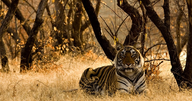 A wild tiger sitting on the dry grasses in a reserve in India