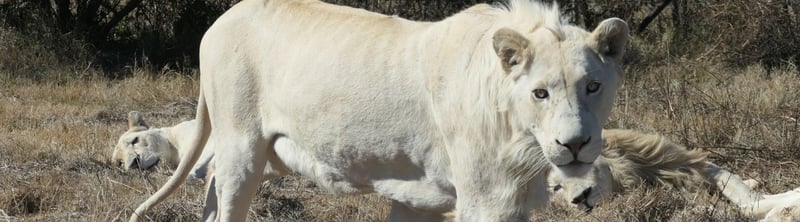 Un león blanco macho subadulto, con comportamiento exploratorio hacia los autos en los tours de safari en cautiverio, utilizados en la explotación turística/granja de leones en Sudáfrica.