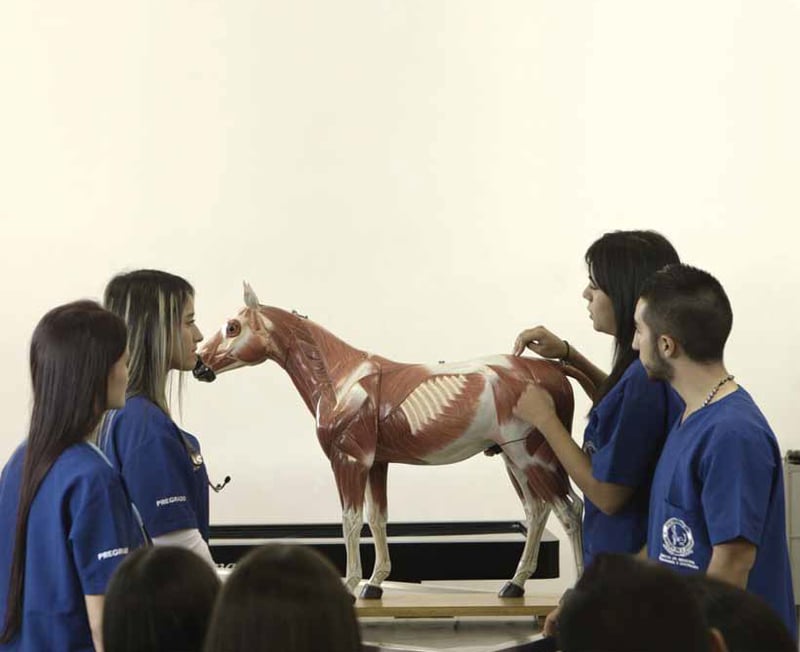 Concurso premiará a facultades que sustituyen el uso perjudicial de animales en el aula