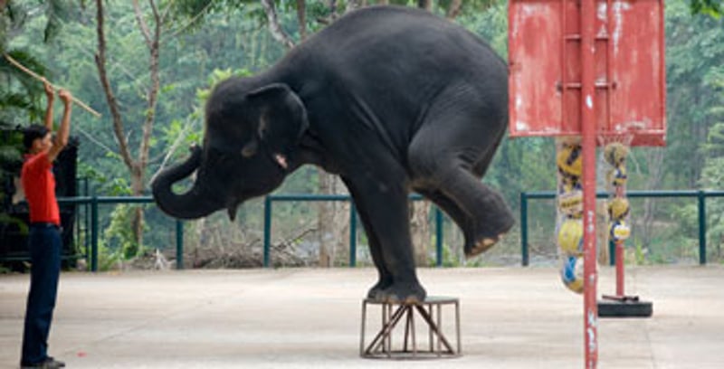 Bear and Romanian bear sanctuary