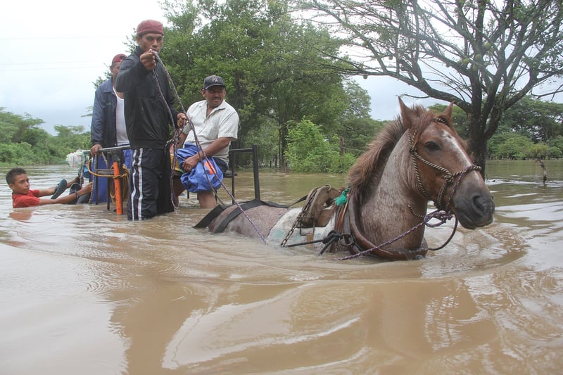 Animales afectados por inundaciones en Nicaragua