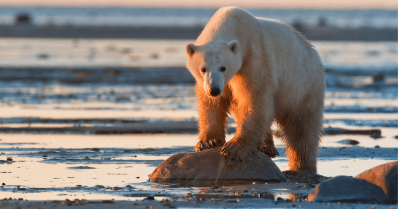 oso polar amenazado por el cambio climatico