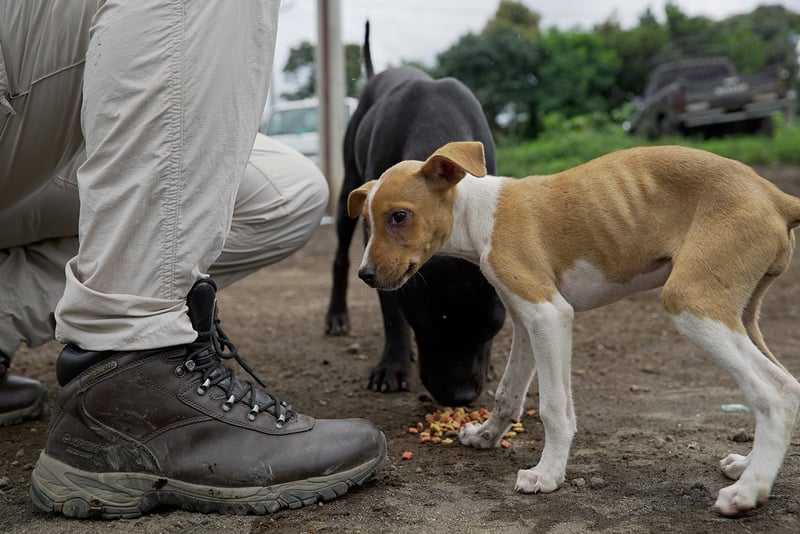 Nuestro equipo encontró a muchos perros perdidos después del Volcán de Fuego Guatemala
