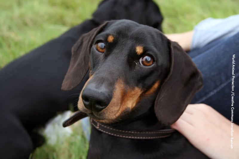 Cómo y cuándo darle RCP a mi perro  