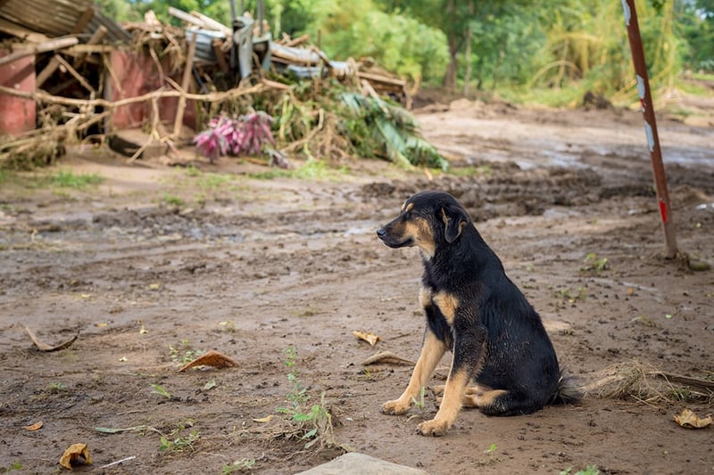 Perro afectado por huracán  Otto - World Animal Protection