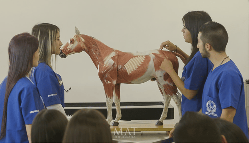 Conheça métodos criativos de 20 professores para ensinar bem-estar animal na América Latina