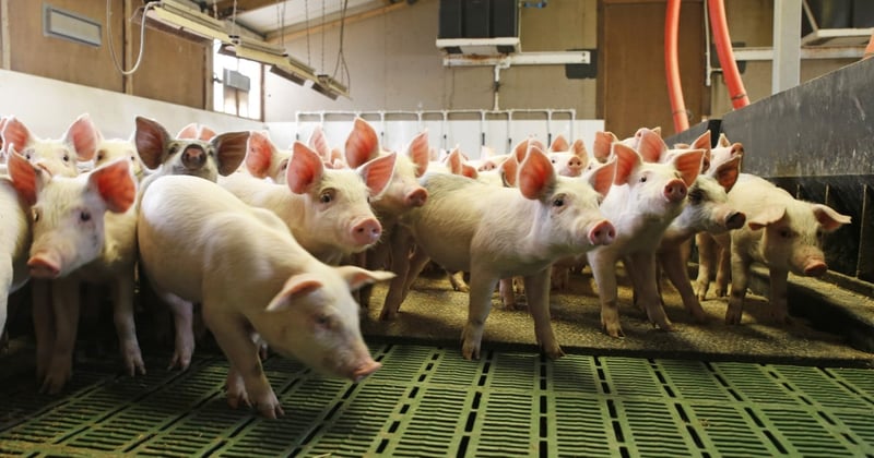Pigs at indoor farm in China