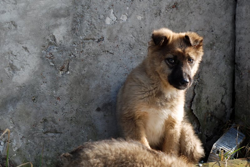 Cães de rua são mortos em massa para “limpeza” das cidades-sede da Copa 2018
