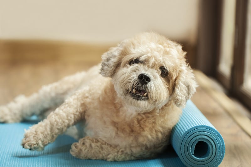 perros y yoga