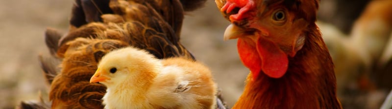 Un pollo descansa sobre su madre. Los pollos son seres sintientes que merecen protección