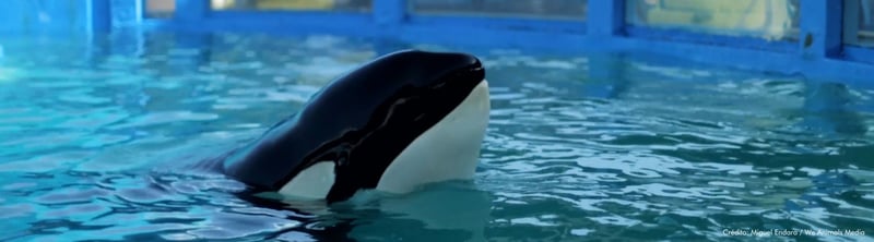 Tokitae, la ballena orca que vivió cautiva por más de medio siglo.