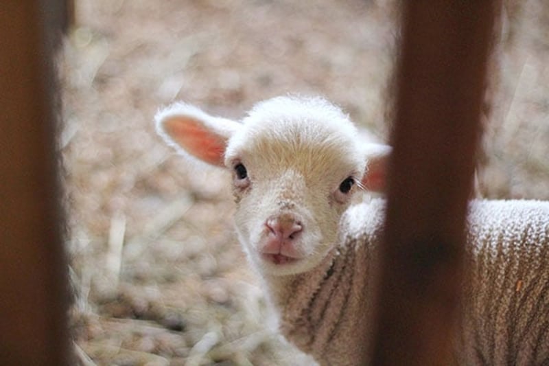 Farm lamb looking through caged bars