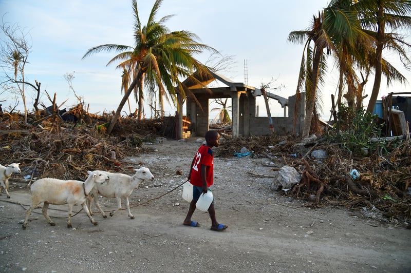 Estamos no Haiti para ajudar até 100.000 animais afetados pelo furacão Matthew
