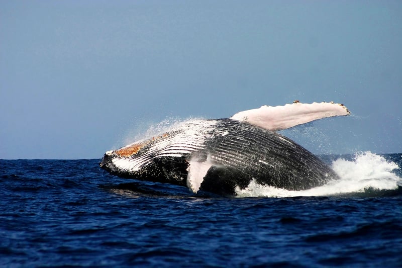 Países baleeiros bloqueiam criação de santuário no Atlântico Sul