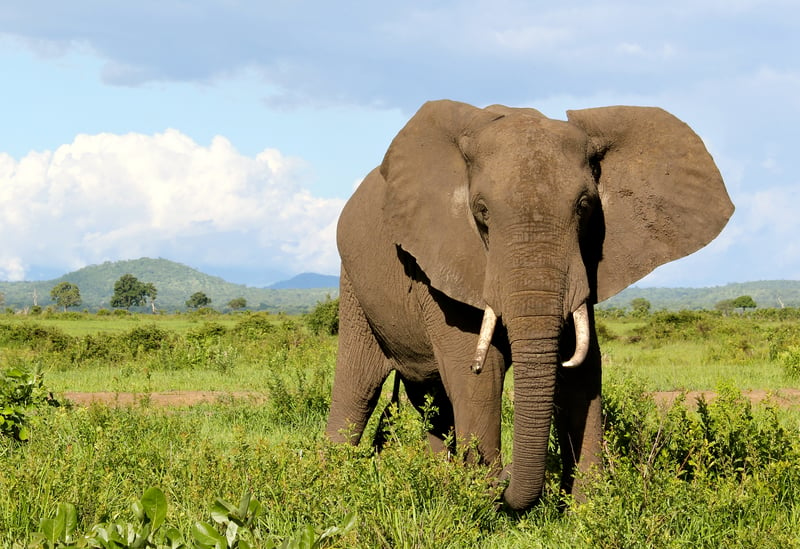 Wild elephant in Tanzania
