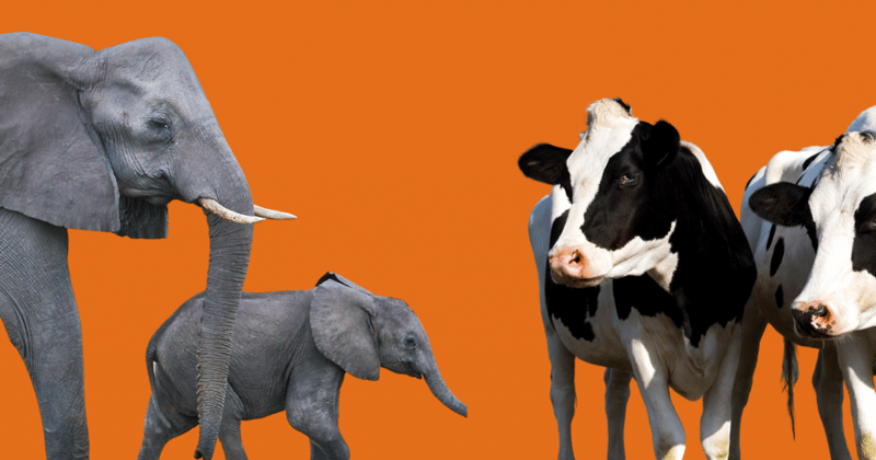 elephants and cows on an orange background