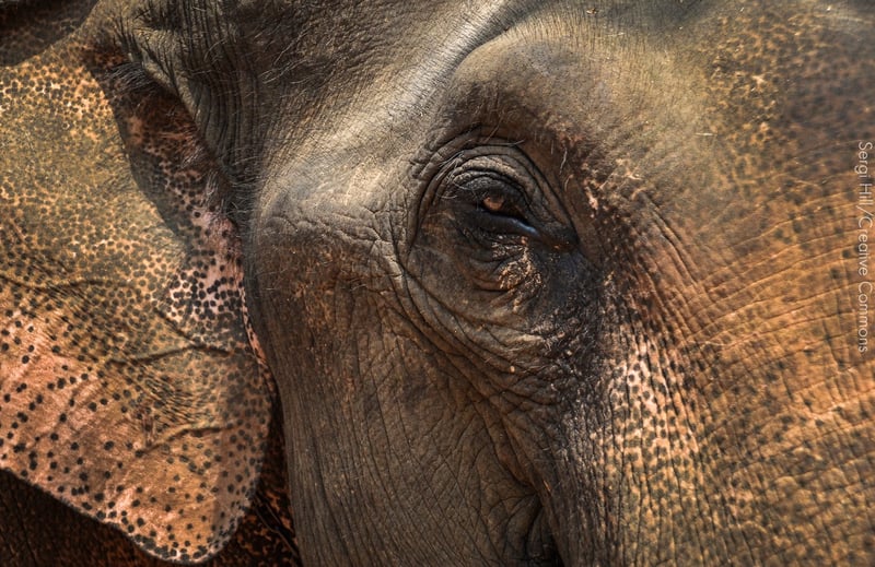 Três meses após Cecil, caçadores matam elefante-símbolo da Indonésia