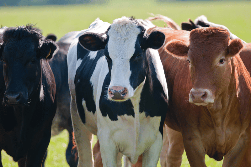 10 datos curiosos sobre las vacas - un grupo de vacas