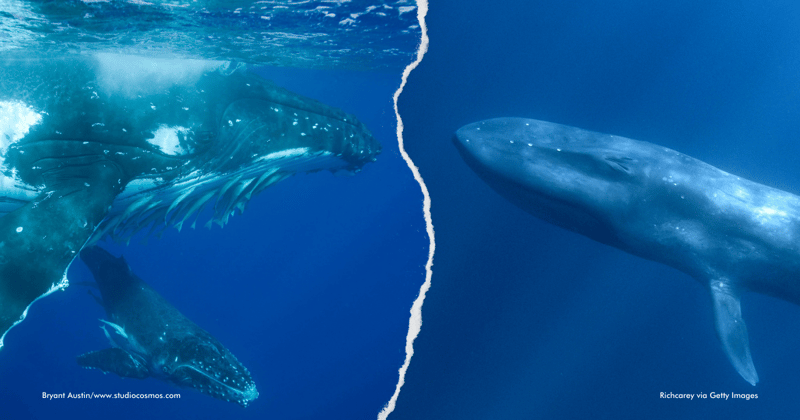 Una imagen de una ballena azul sobrepuesta sobre una imagen de una ballena jorobada.