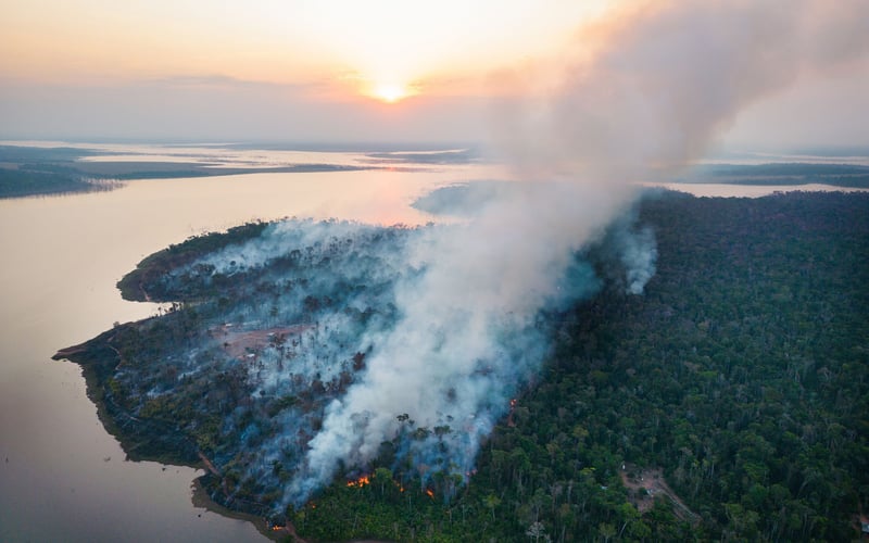un incendio forestal consume una gran extensión de selva tropical.