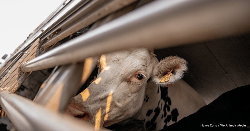 Una vaca mira a través de los barrotes del camión que la transporta.