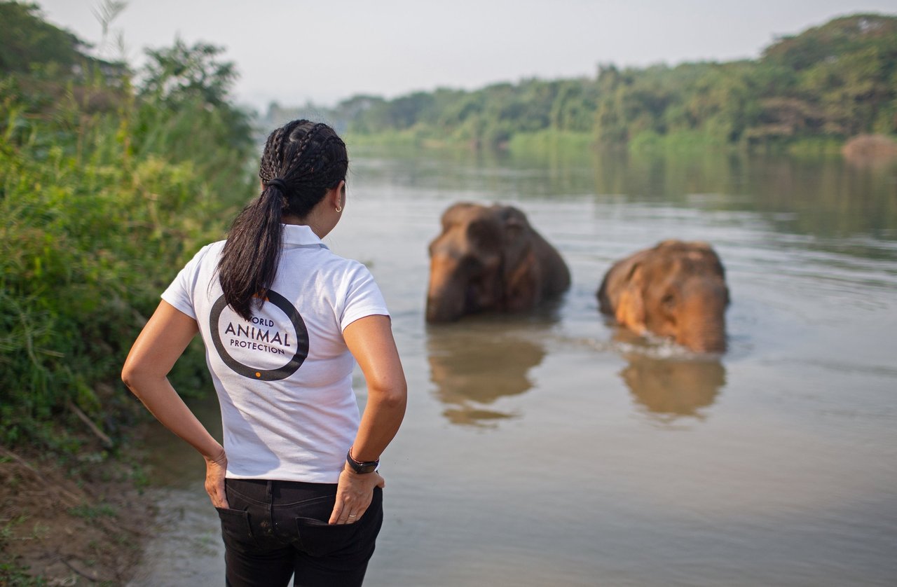 Elephants in water watched by WAP staff