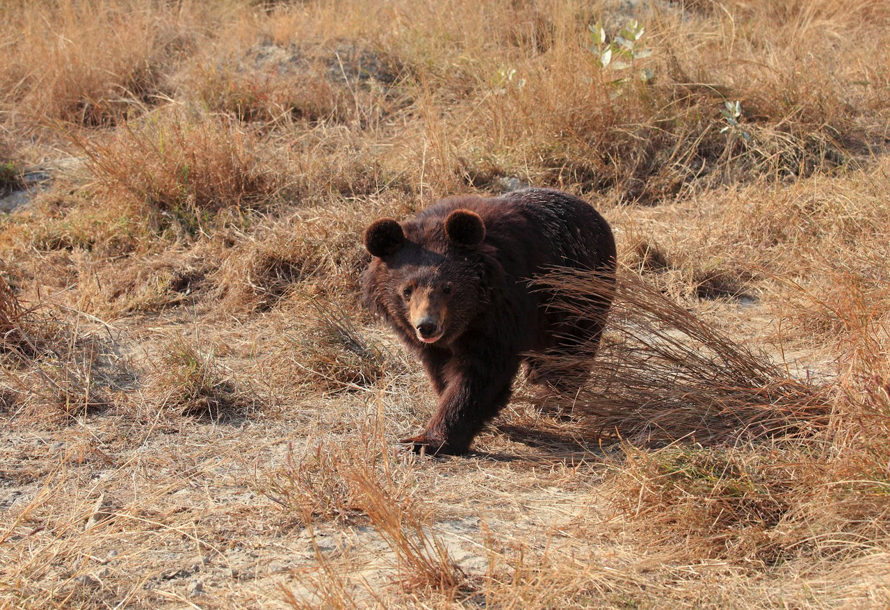 bears, bear, bear baiting