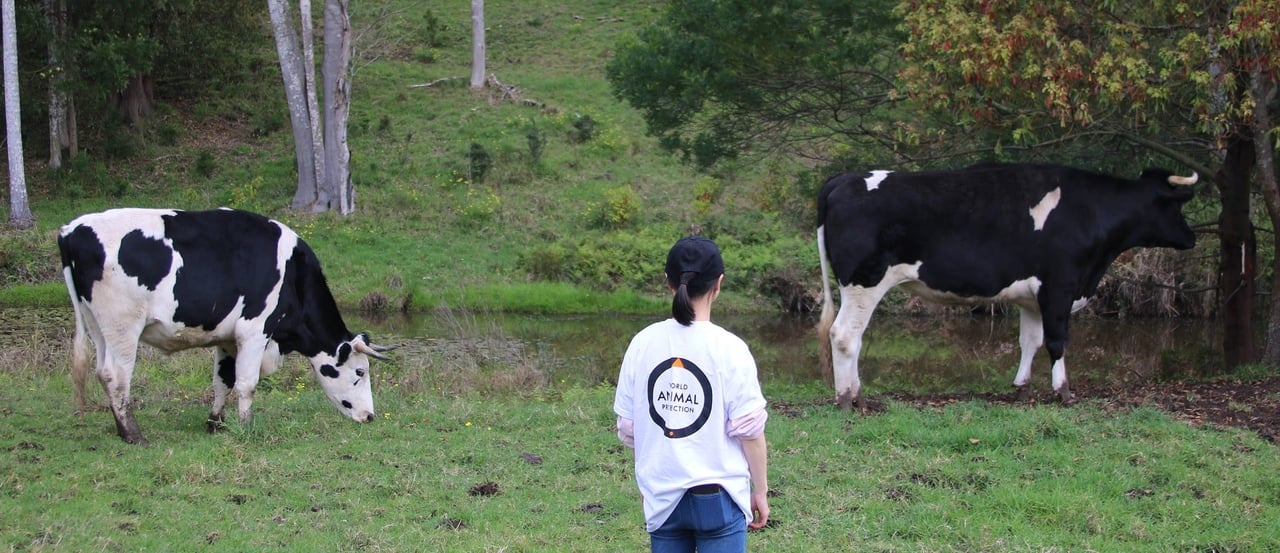 Staff with cows at Moo to Ewe sanctuary, Australia