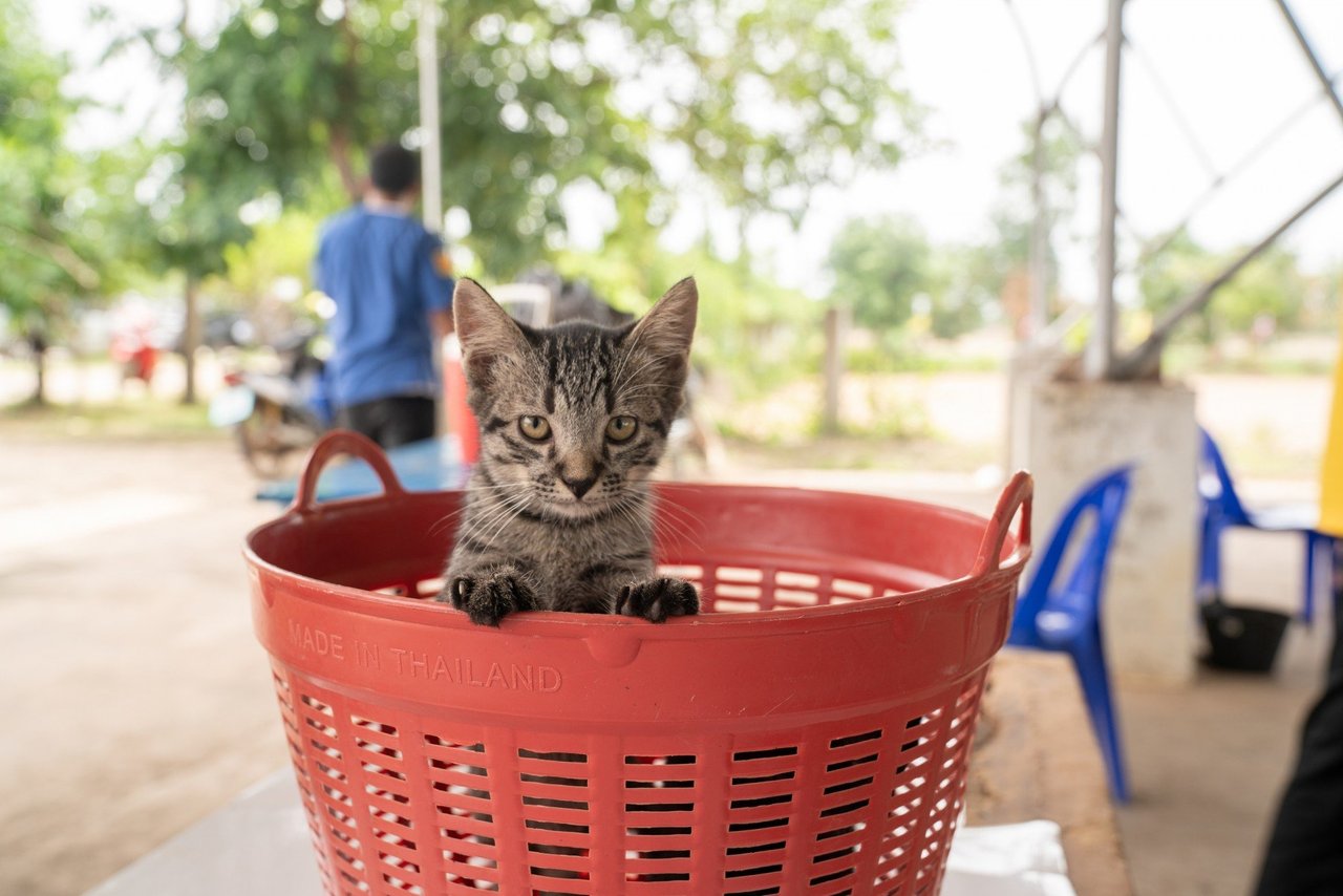 Un gato espera ser vacunado contra la rabia en Tailandia. World Animal Protection.