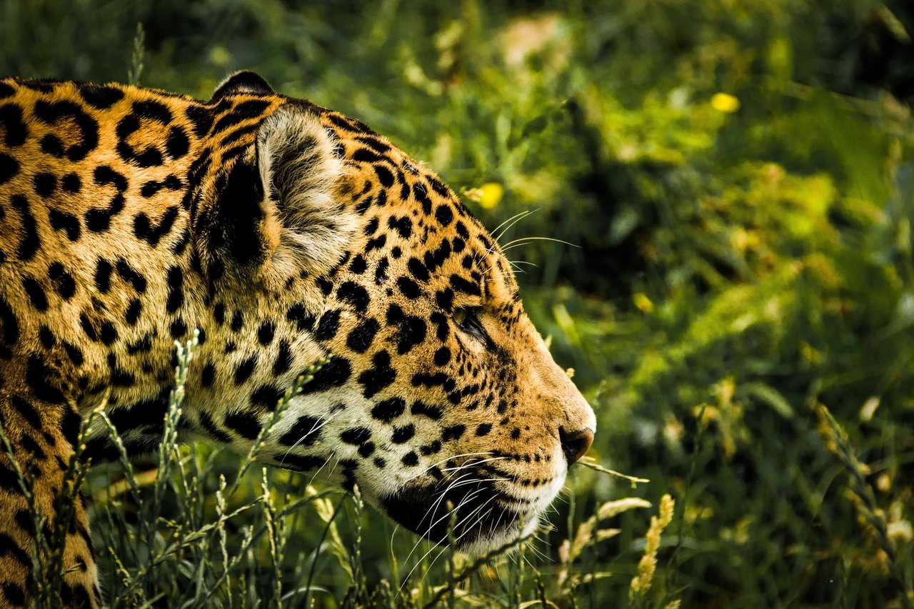 Un jaguar merodea en la naturaleza. Los jaguares necesitan protección.