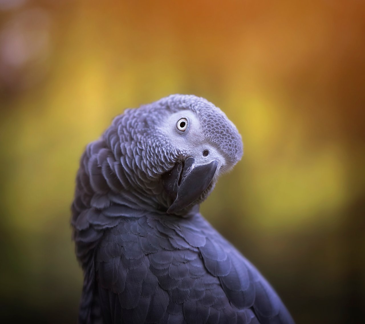 African grey parrot in the wild - World Animal Protection - Wildlife. Not pets