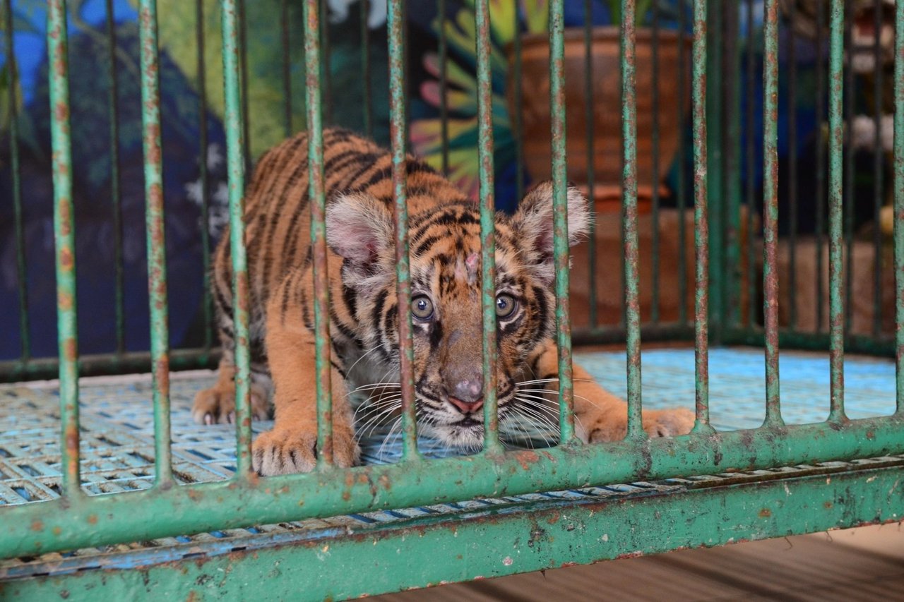 caged tiger