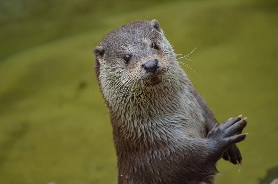 Otter In The Wild