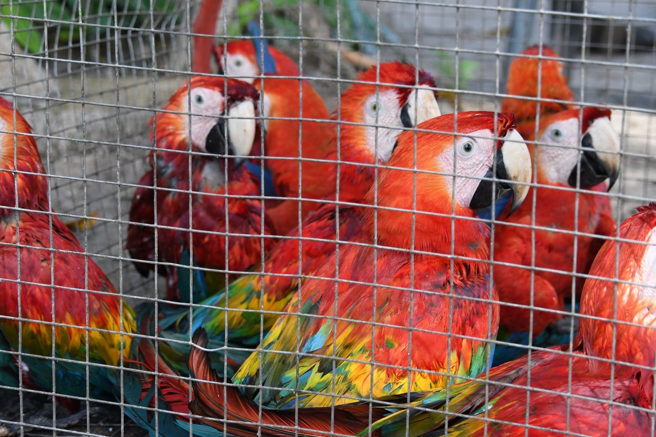 Guacamayas cautivas atrapadas en el comercio ilegal de vida silvestre en Suramérica