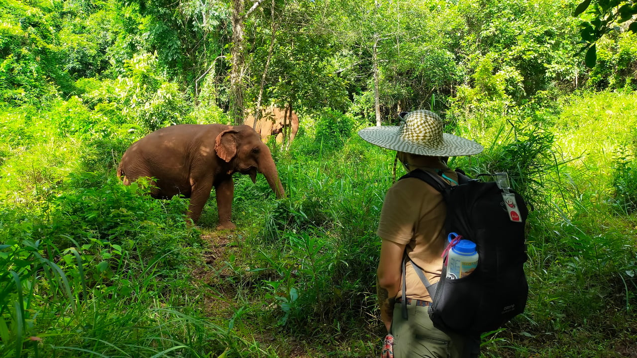 Un turista observa una elefante en el santuario Elephant Valley Project en Camboya.