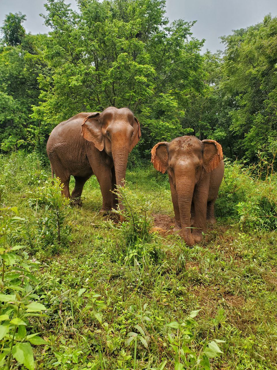 Elephant Valley Project (EVP) en Mondulkiri, Camboya, es un santuario de elefantes de 4000 acres y un programa de ecoturismo que cuida a 10 elefantes y a toda una comunidad, incluida la educación y la atención médica.